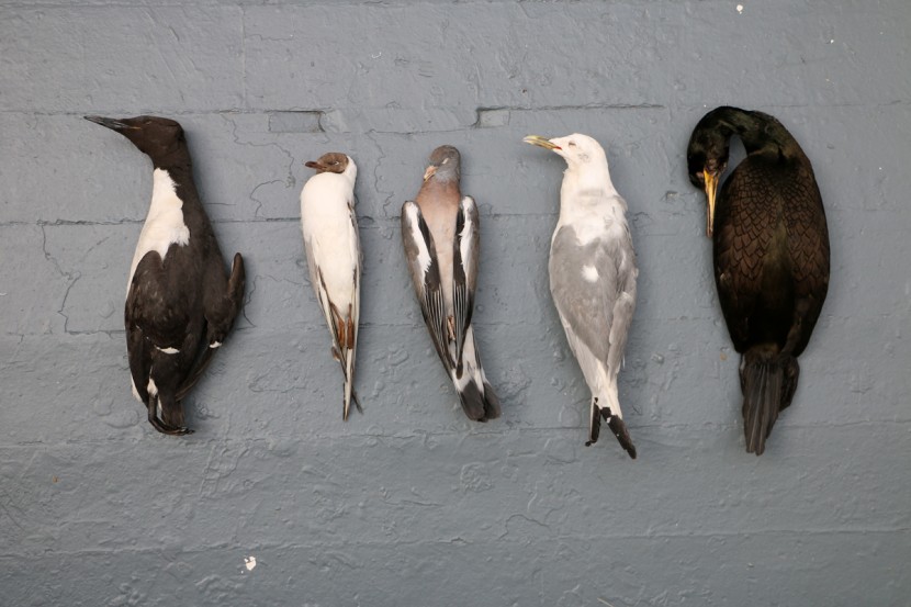 BirdsAllWeb