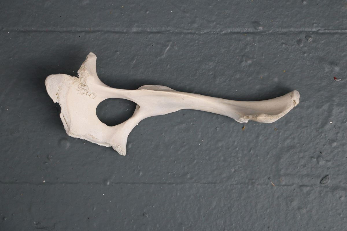 Bone5.jpg