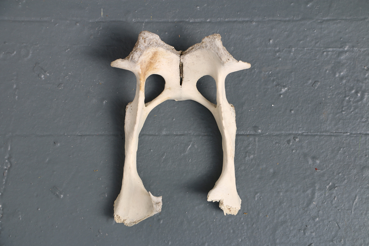BoneWeb2.jpg
