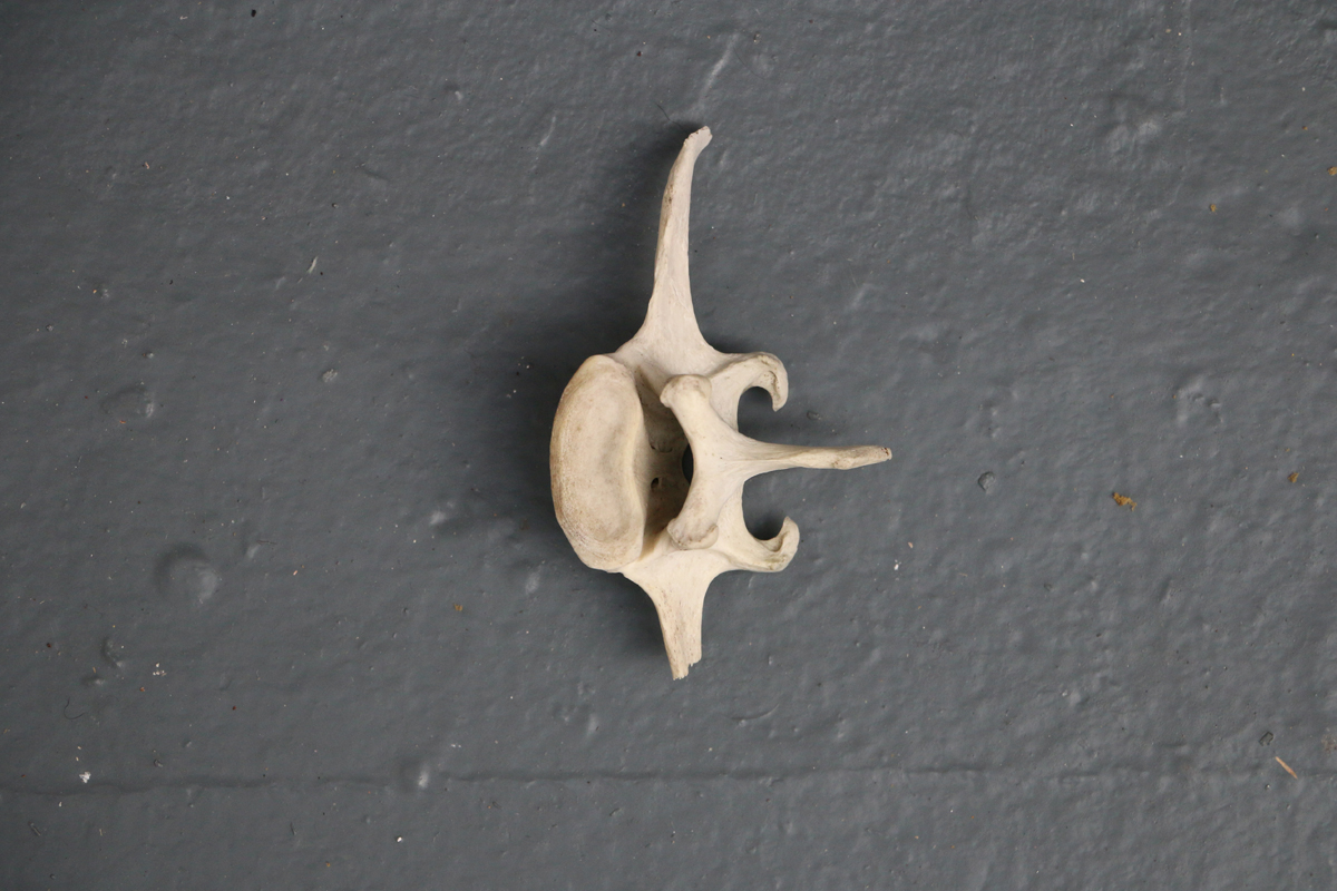 BoneWeb4.jpg