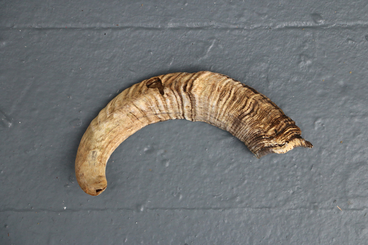 BoneWeb6.jpg