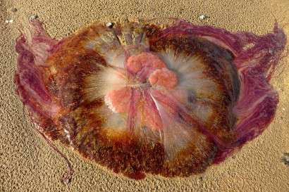 jellyfish2