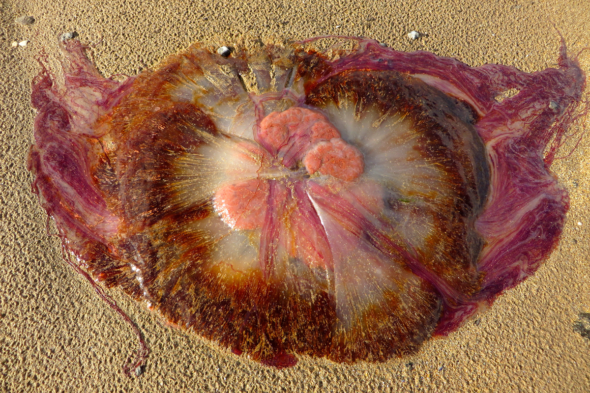 jellyfish2.jpg